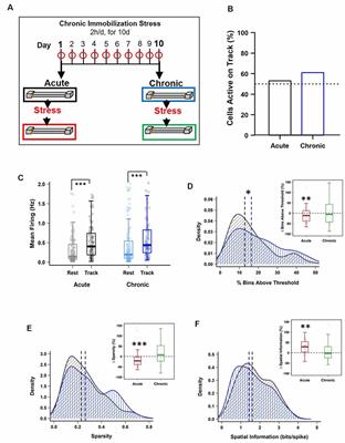 Differential Impact of Acute and Chronic Stress on CA1 Spatial Coding and Gamma Oscillations